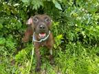 Adopt Sampson a Mixed Breed