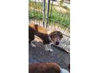 Adopt Simba a Collie
