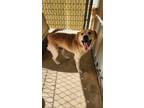 Adopt Joe a Labrador Retriever, Mixed Breed