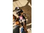 Adopt BOBEY a Rottweiler, Mixed Breed