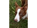 Adopt Timon a Collie