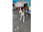 Adopt Pumba a Collie