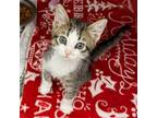 Adopt Mars a Domestic Short Hair