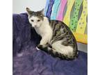 Adopt Cheese a Domestic Short Hair