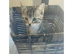 Adopt Zennie a Domestic Short Hair