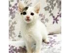Adopt Polo a Domestic Short Hair
