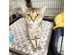 Adopt Mr. Wowza a Domestic Short Hair