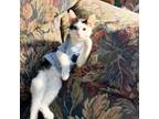 Adopt Pierre a Domestic Short Hair
