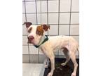 Adopt 56576591 a Pit Bull Terrier, Mixed Breed