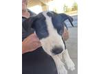 Adopt 56581899 a Pit Bull Terrier, Mixed Breed