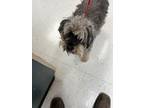 Adopt 56581243 a Schnauzer, Mixed Breed
