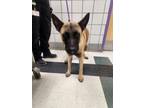 Adopt 56582846 a German Shepherd Dog, Belgian Shepherd / Malinois