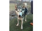 Adopt 56583225 a Siberian Husky, Mixed Breed