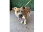Adopt 56580100 a Pit Bull Terrier, Mixed Breed