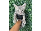 Adopt 56581468 a Domestic Short Hair