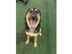 Adopt 56583305 a German Shepherd Dog, Mixed Breed
