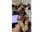 Adopt Cinder a Yorkshire Terrier, Mixed Breed