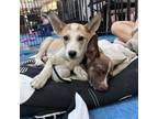 Adopt Fuzz a Mixed Breed