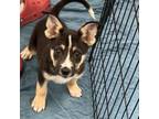 Adopt Peanut a Mixed Breed