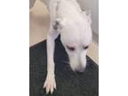 Adopt Cash** a Mixed Breed, Great Pyrenees
