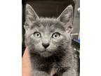 Adopt Salem a Russian Blue