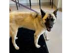 Adopt Cowboy a German Shepherd Dog, Mixed Breed