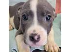 Adopt Landon a Pit Bull Terrier
