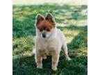 Adopt Ryder a Pomeranian