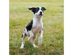 Adopt Lance a Pit Bull Terrier