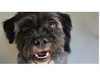 Adopt Ziggy #7943 a Lhasa Apso