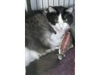 Adopt Zoodles a Domestic Long Hair, Norwegian Forest Cat