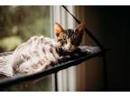 Adopt Tito a Domestic Short Hair