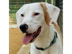 Adopt Winslow a Beagle