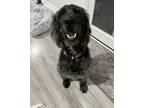 Adopt Rebel a Labrador Retriever, Mixed Breed