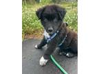 Adopt Clark Kent a Shepherd, Border Collie