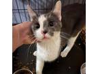 Adopt Pepe a Domestic Short Hair