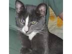 Adopt Buddy a Domestic Short Hair