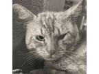 Adopt Cartman a Domestic Short Hair