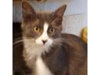 Adopt Dashing Prince a Domestic Medium Hair
