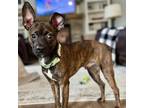 Adopt Leo a Miniature Pinscher