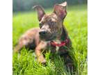 Adopt Bodhi a Miniature Pinscher