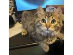 Adopt Brooks a Domestic Short Hair