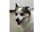 Adopt Droopy a Pomeranian