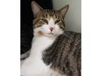 Adopt Coco a Domestic Short Hair