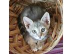 Adopt B-Brody a Domestic Short Hair
