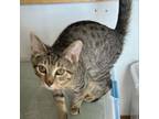 Adopt F-Lucas 2 a Domestic Short Hair