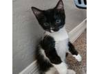 Adopt B-Johnny Ray a Domestic Short Hair