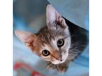 Adopt B-Bernie a Domestic Short Hair