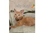 Adopt Baby Carrot a Domestic Short Hair