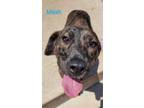 Adopt Mash a Mountain Cur